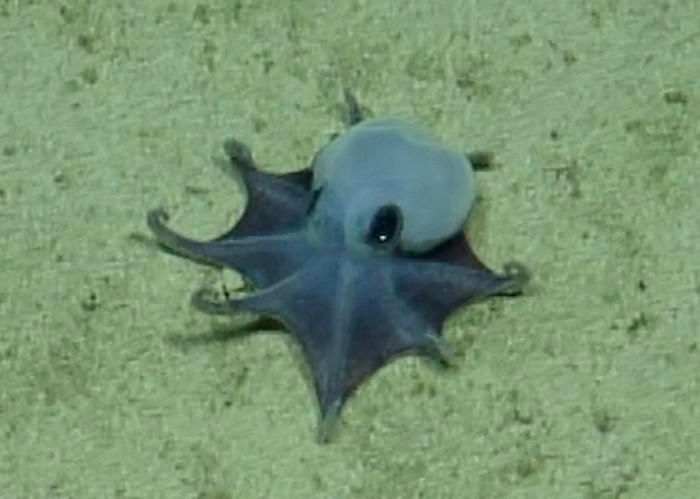 È stata scoperta una nuova specie, un polpo blu grande come una pallina da golf che vive nelle isole Galápagos