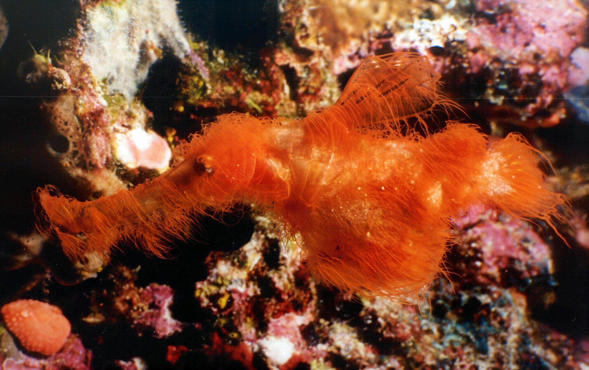 Una nuova specie di pesce peloso che sembra uscito da Sesame Street nuota tra i coralli della Grande barriera corallina