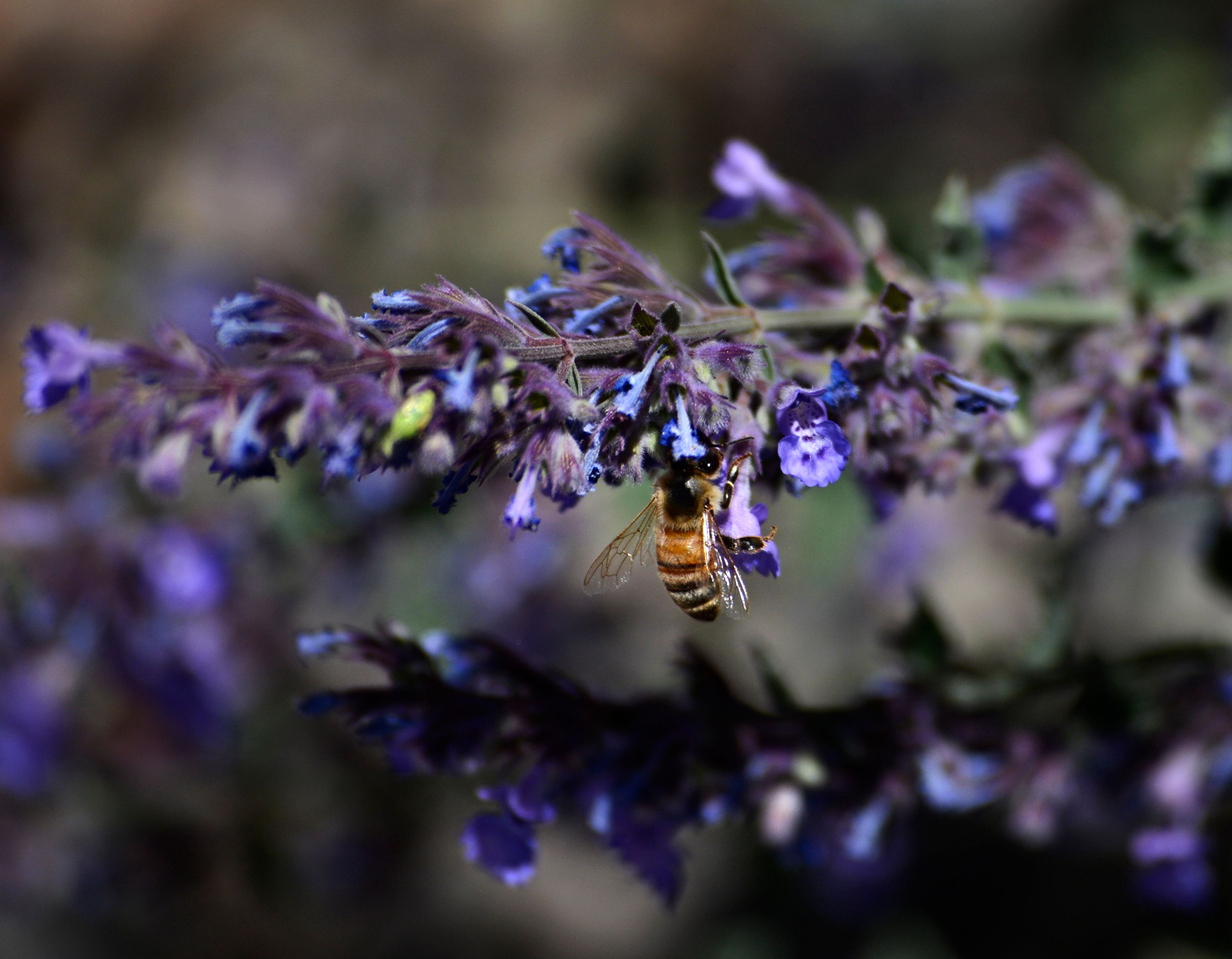 È un’apicalisse, la crisi delle api e degli altri insetti impollinatori mette già oggi a rischio la sussistenza di 2 miliardi di persone