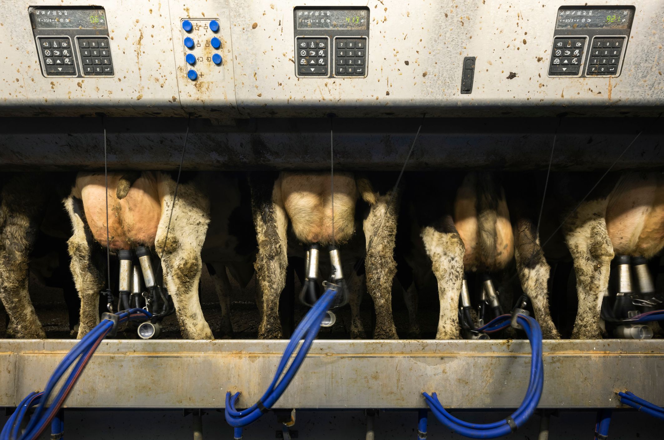 Cosa abbiamo imparato dagli ultimi dati sugli allevamenti intensivi e l'inquinamento in pianura Padana