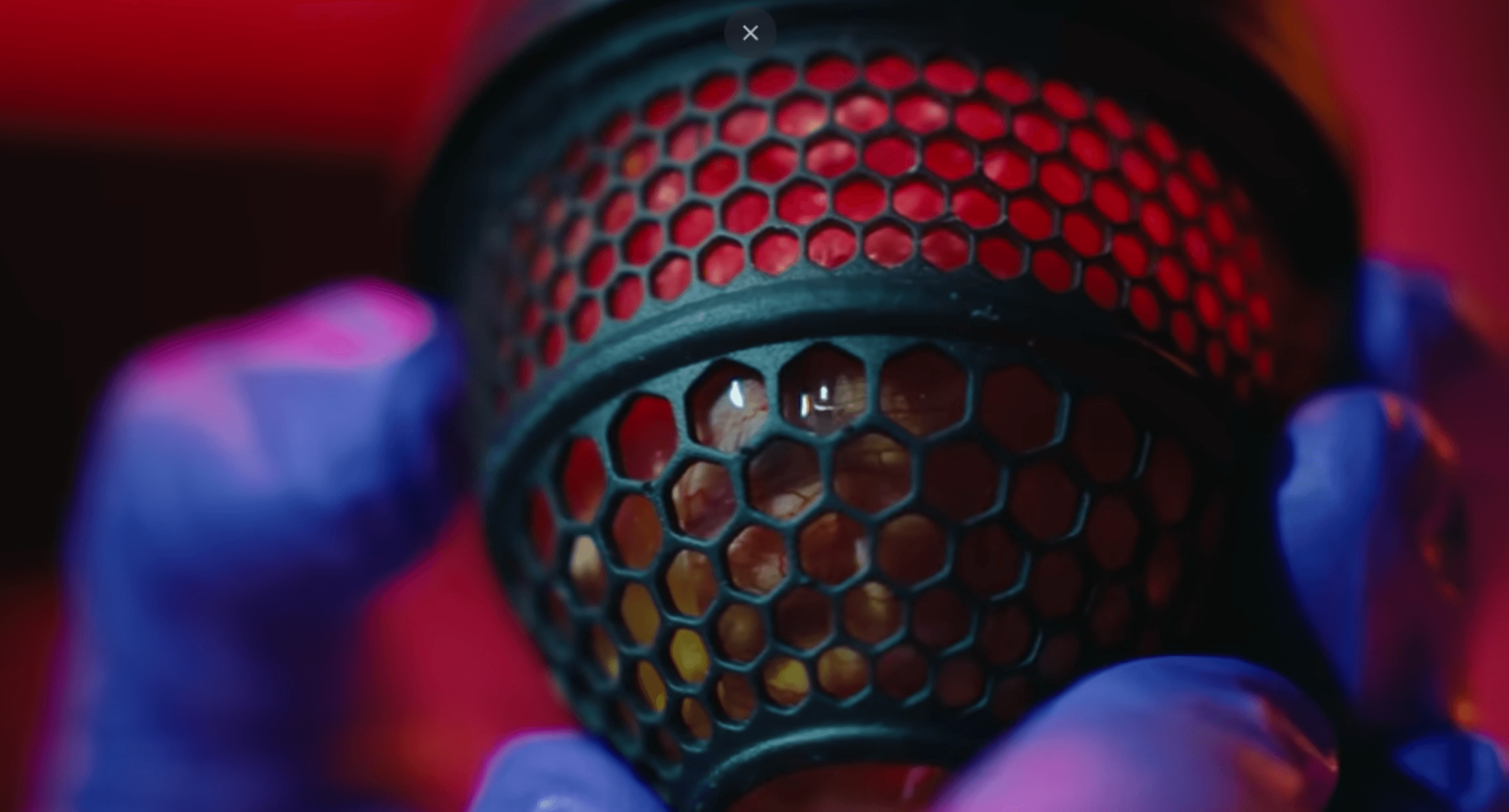Colossal biosciences, l'azienda che vuole riportare in vita un uccello estinto con un uovo sintetico
