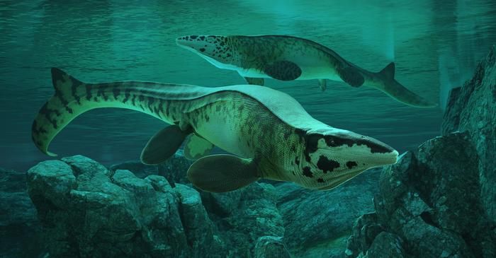 È stato scoperto un nuovo ‘T.rex’, ma stavolta si tratta di un gigante che terrorizzava gli abissi del passato